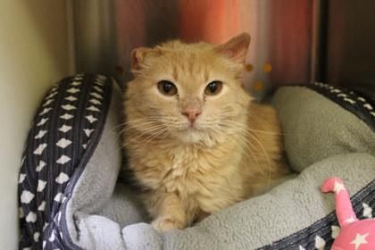 Elcor, a Adoptable mixed breed in Kansas City, MO image 1/2