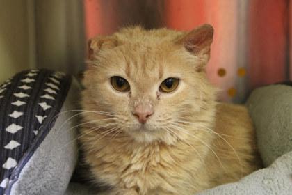 Elcor, a Adoptable mixed breed in Kansas City, MO image 2/2