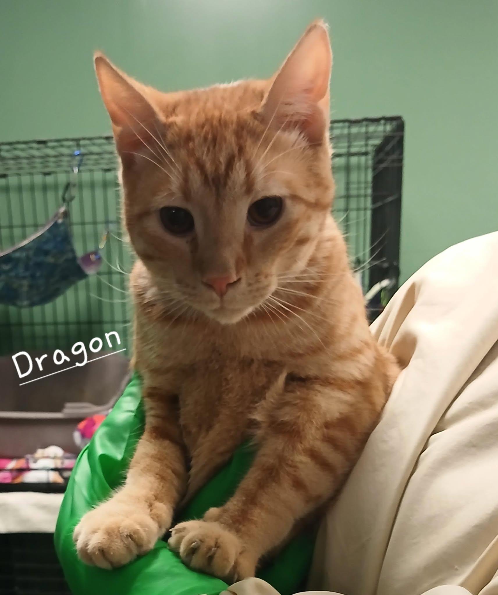Dragon photo 4