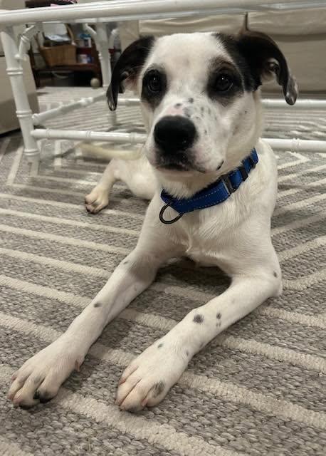 Enlarge Panda, a ADOPTABLE mixed breed in Riverdale, NJ image 1/3