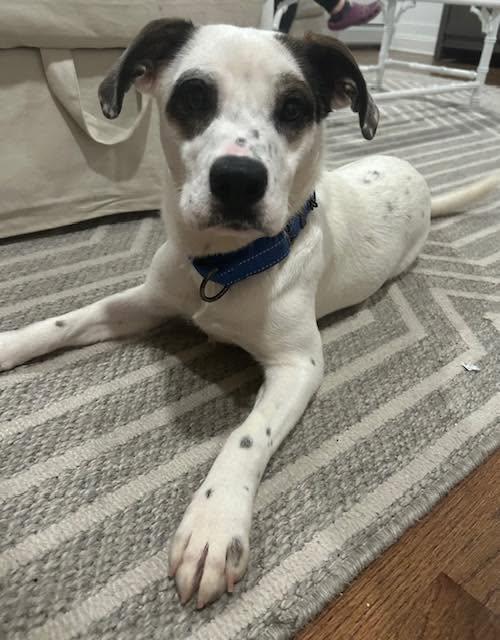 Enlarge Panda, a ADOPTABLE mixed breed in Riverdale, NJ image 2/3
