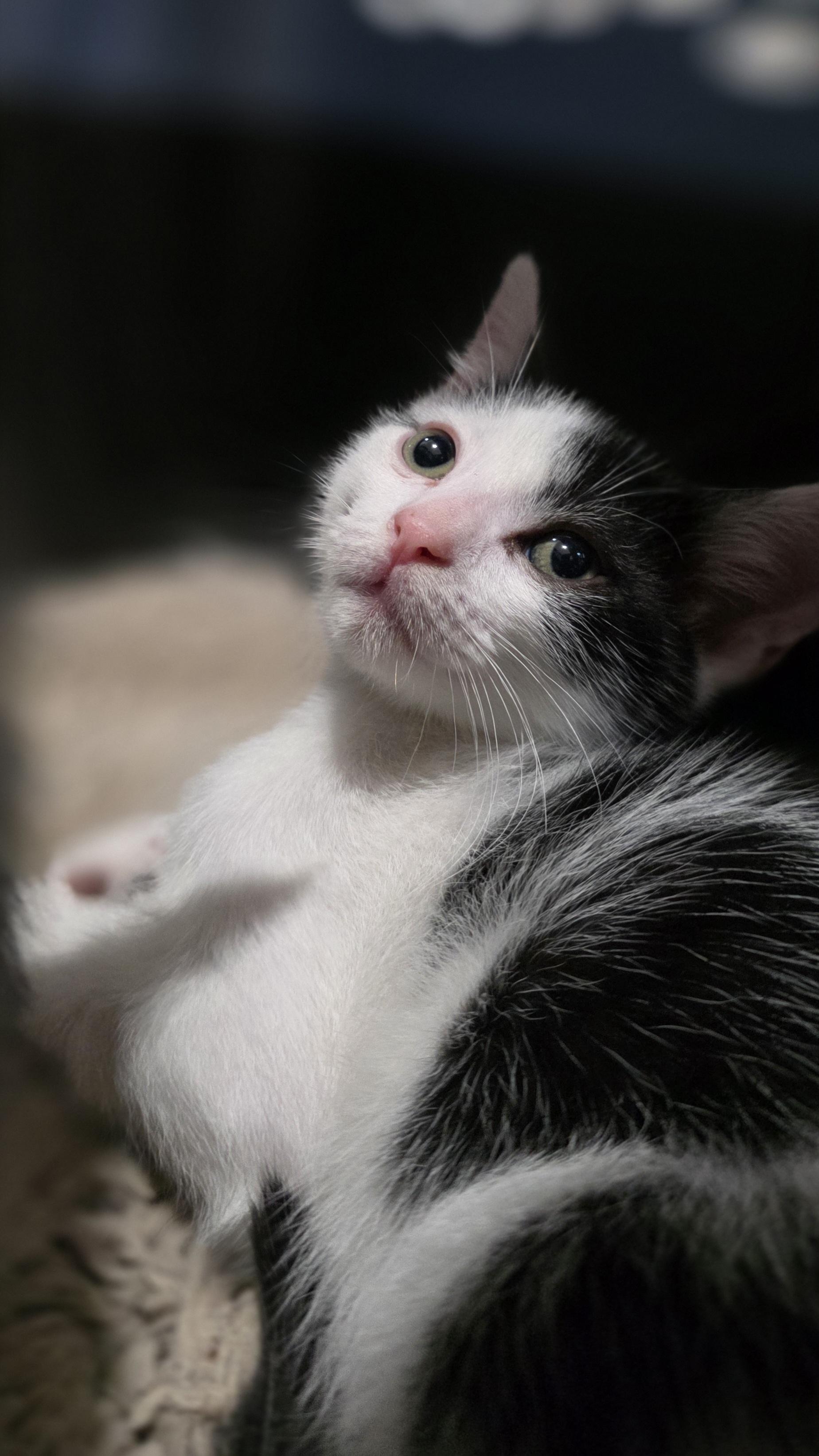 Enlarge Dr. Robbie, an adoptable mixed breed in Santa Clara, CA image 5/6