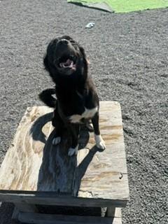 Enlarge Noel, a Adoptable mixed breed in Oakland, MD image 2/5