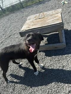 Enlarge Noel, a Adoptable mixed breed in Oakland, MD image 4/5