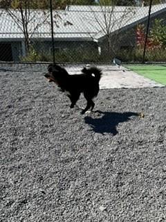 Enlarge Noel, a Adoptable mixed breed in Oakland, MD image 5/5