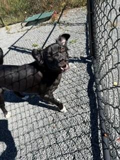 Enlarge Noel, a Adoptable mixed breed in Oakland, MD image 3/5