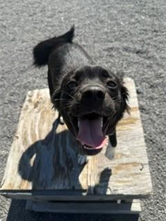 Noel, Adoptable, Young Female Spaniel & Border Collie.