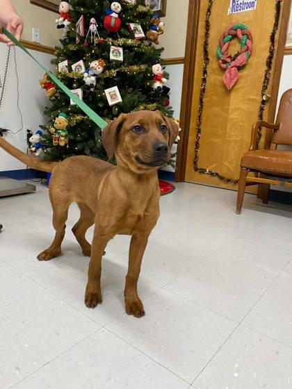 Cassia, a Adoptable mixed breed in McCook, NE image 2/3