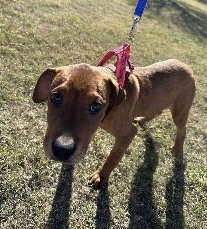 Cassia, Adoptable, Puppy Female Great Dane & Mixed Breed.