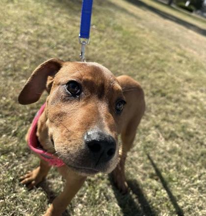 Cassia, a Adoptable mixed breed in McCook, NE image 2/3