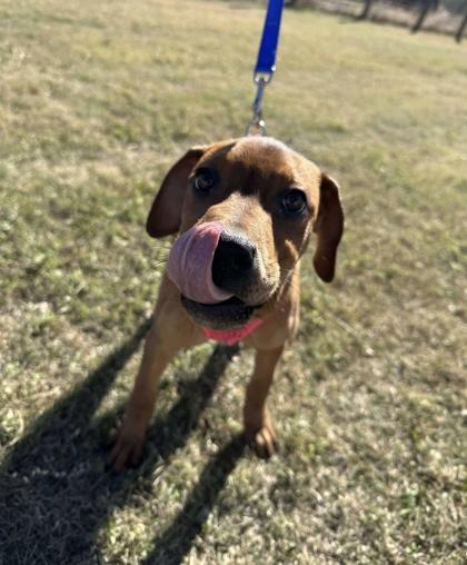 Cassia, a Adoptable mixed breed in McCook, NE image 3/3