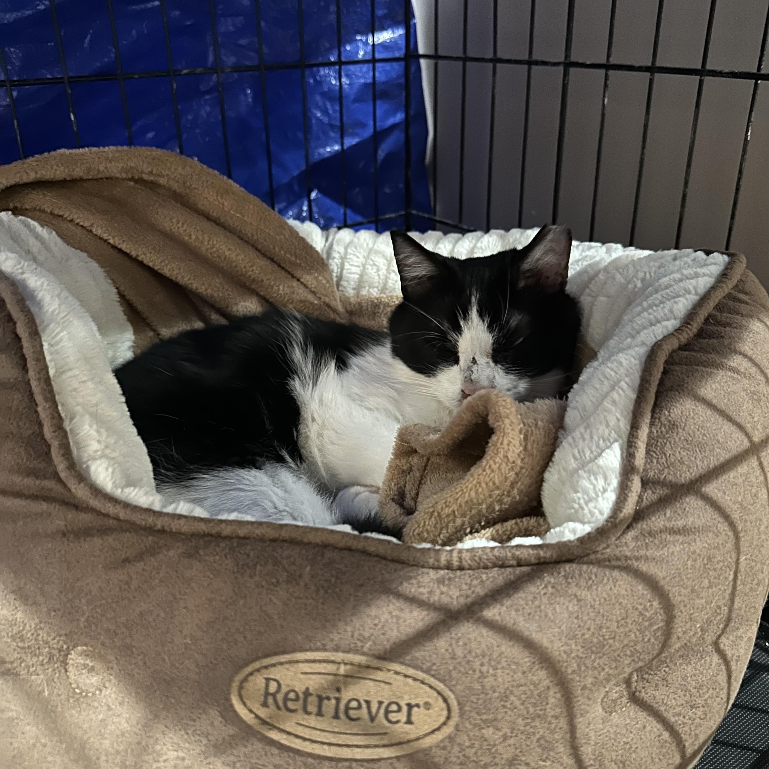 Mr Moo, a ADOPTABLE Tuxedo in Norwalk, OH image 2/5