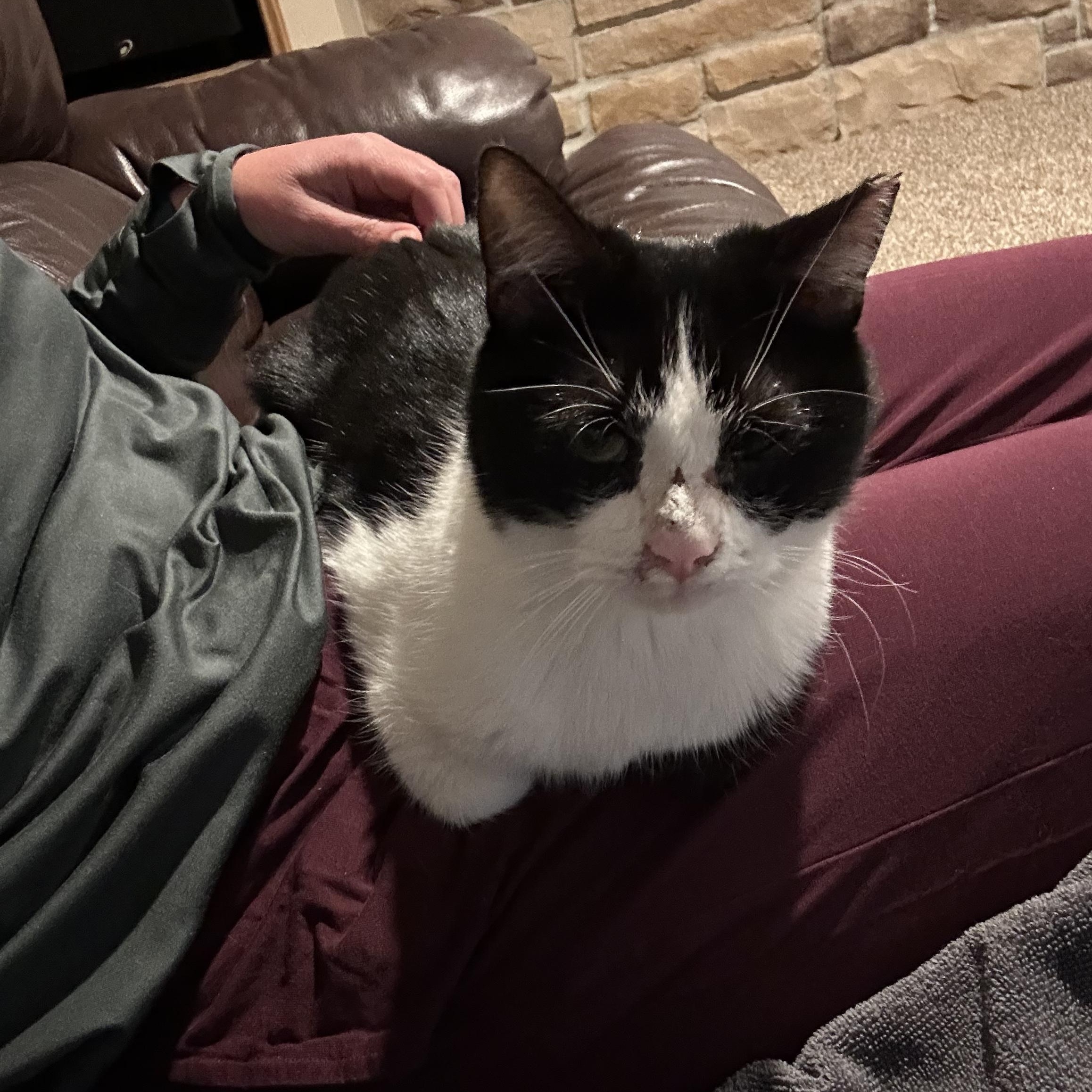 Mr Moo, a ADOPTABLE Tuxedo in Norwalk, OH image 1/5
