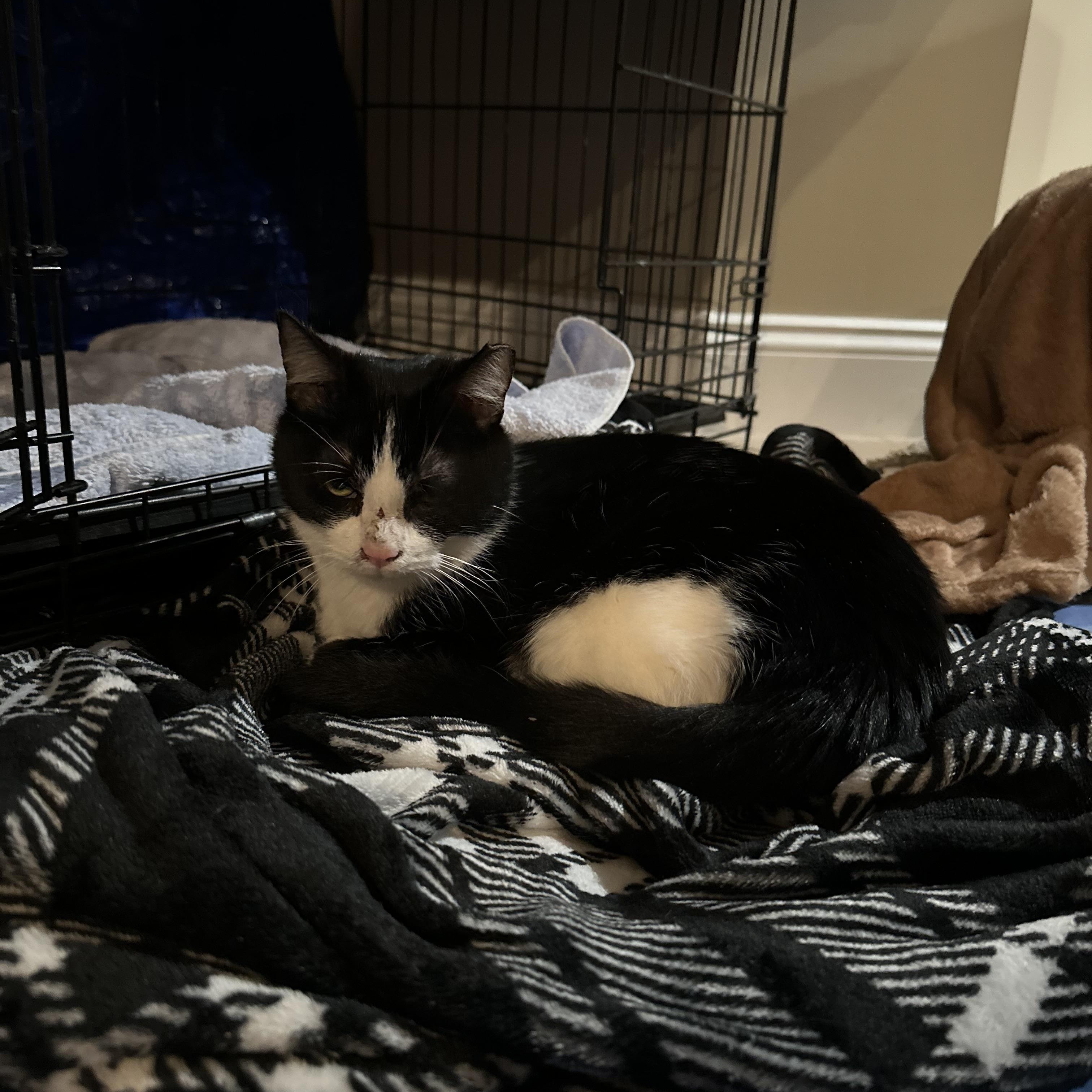 Mr Moo, a ADOPTABLE Tuxedo in Norwalk, OH image 3/5
