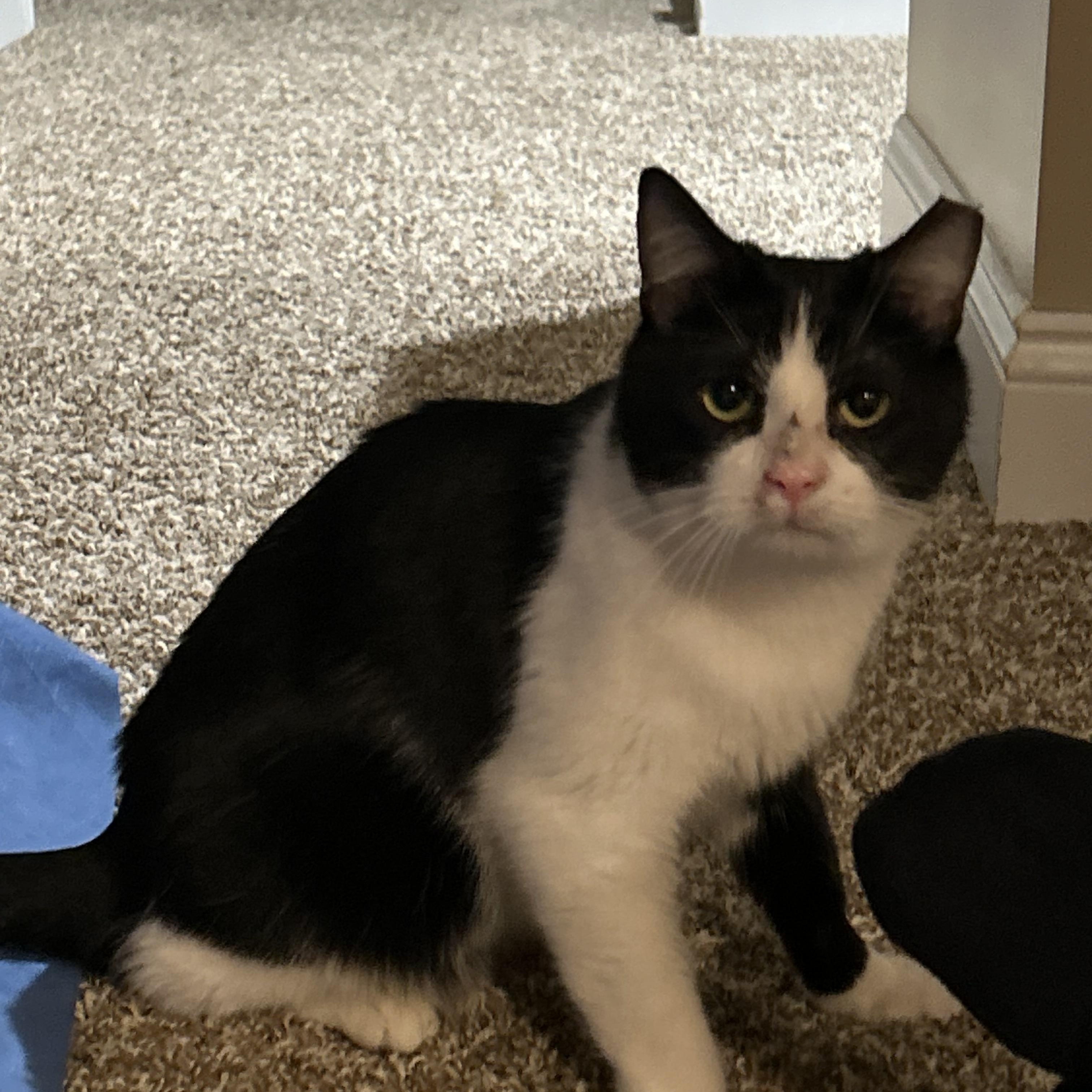 Mr Moo, a ADOPTABLE Tuxedo in Norwalk, OH image 4/5