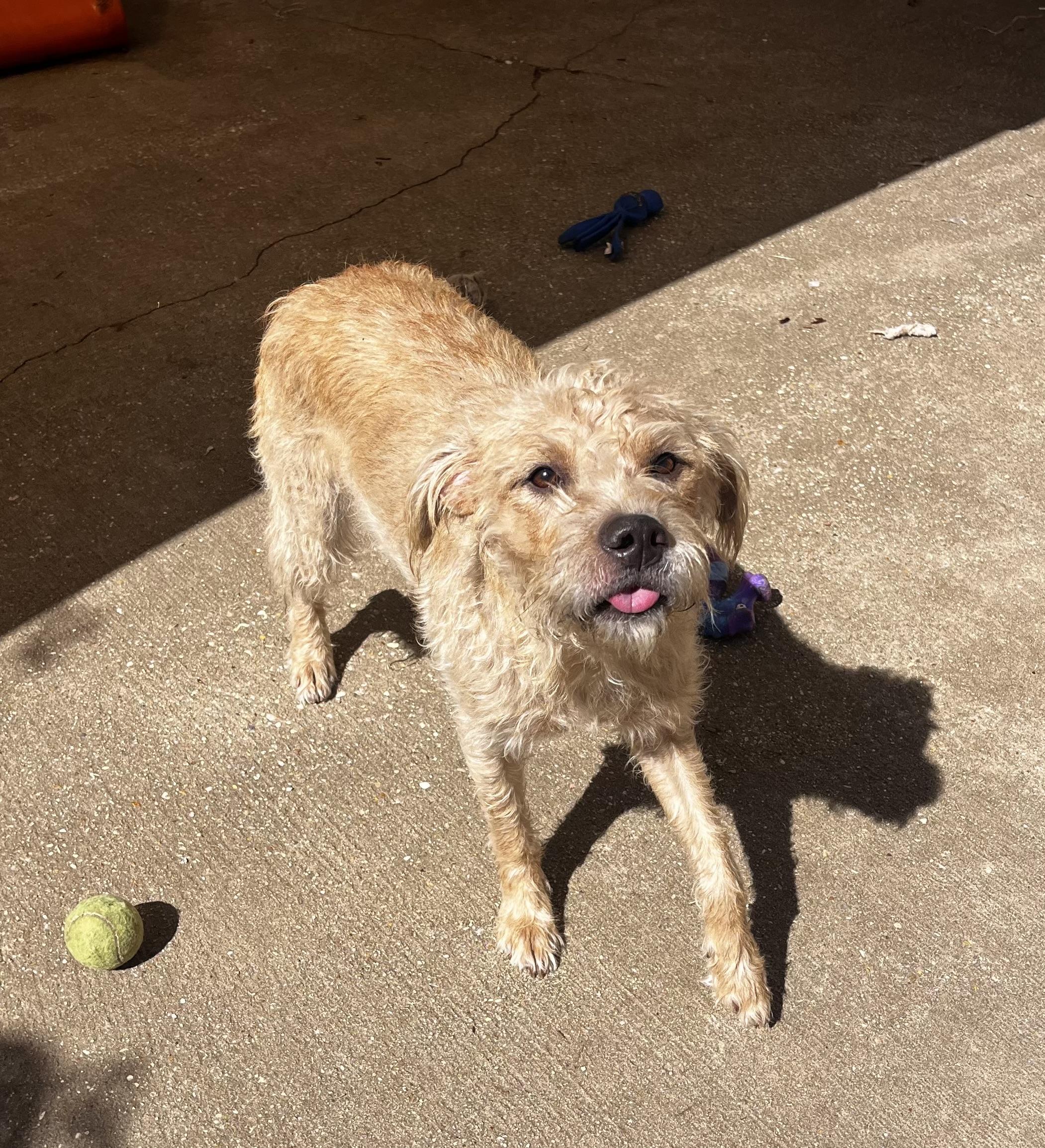 Enlarge Zanzibar, a Adoptable mixed breed in Mobile, AL image 1/1