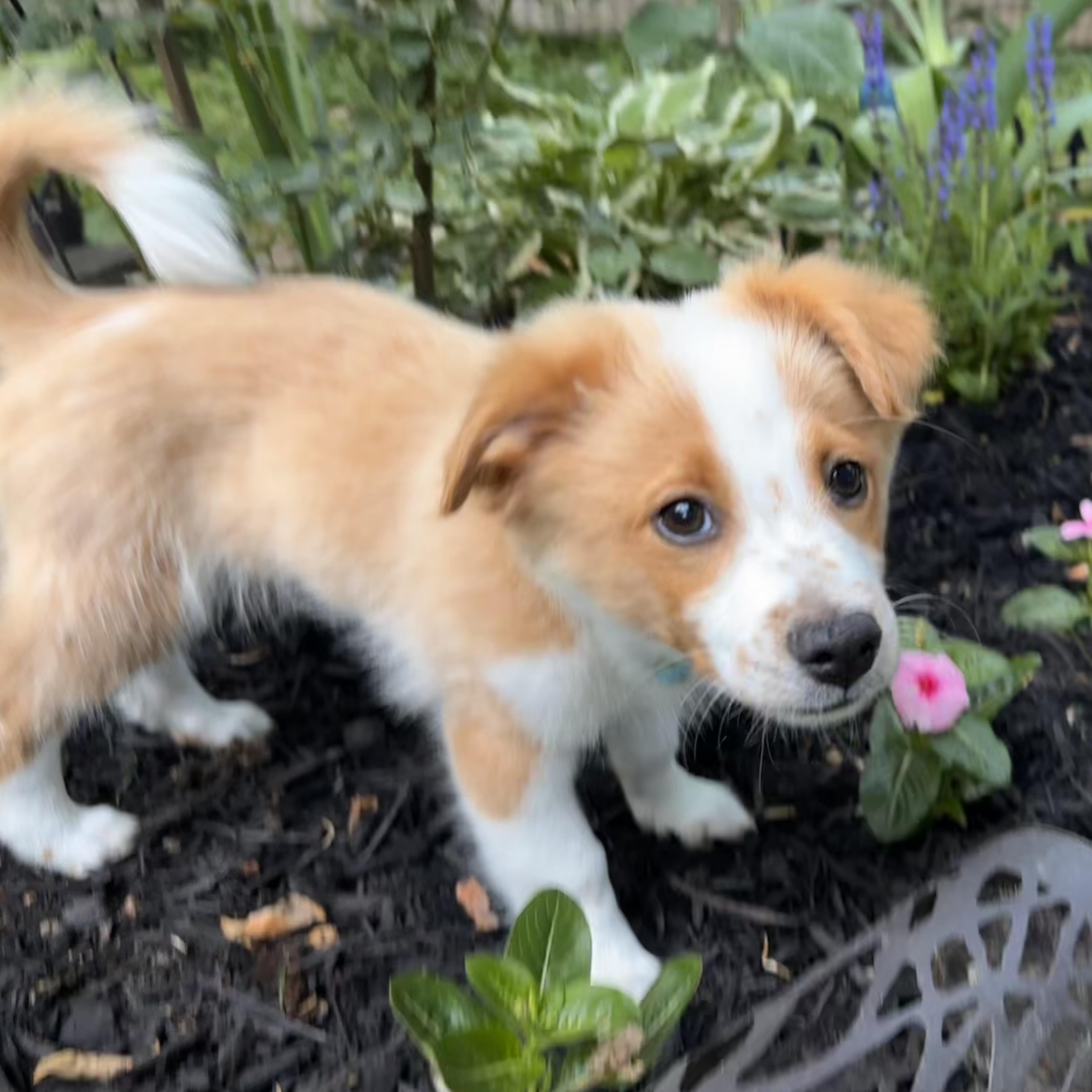 Polie, an adopted mixed breed in Columbia, MD image 4/6