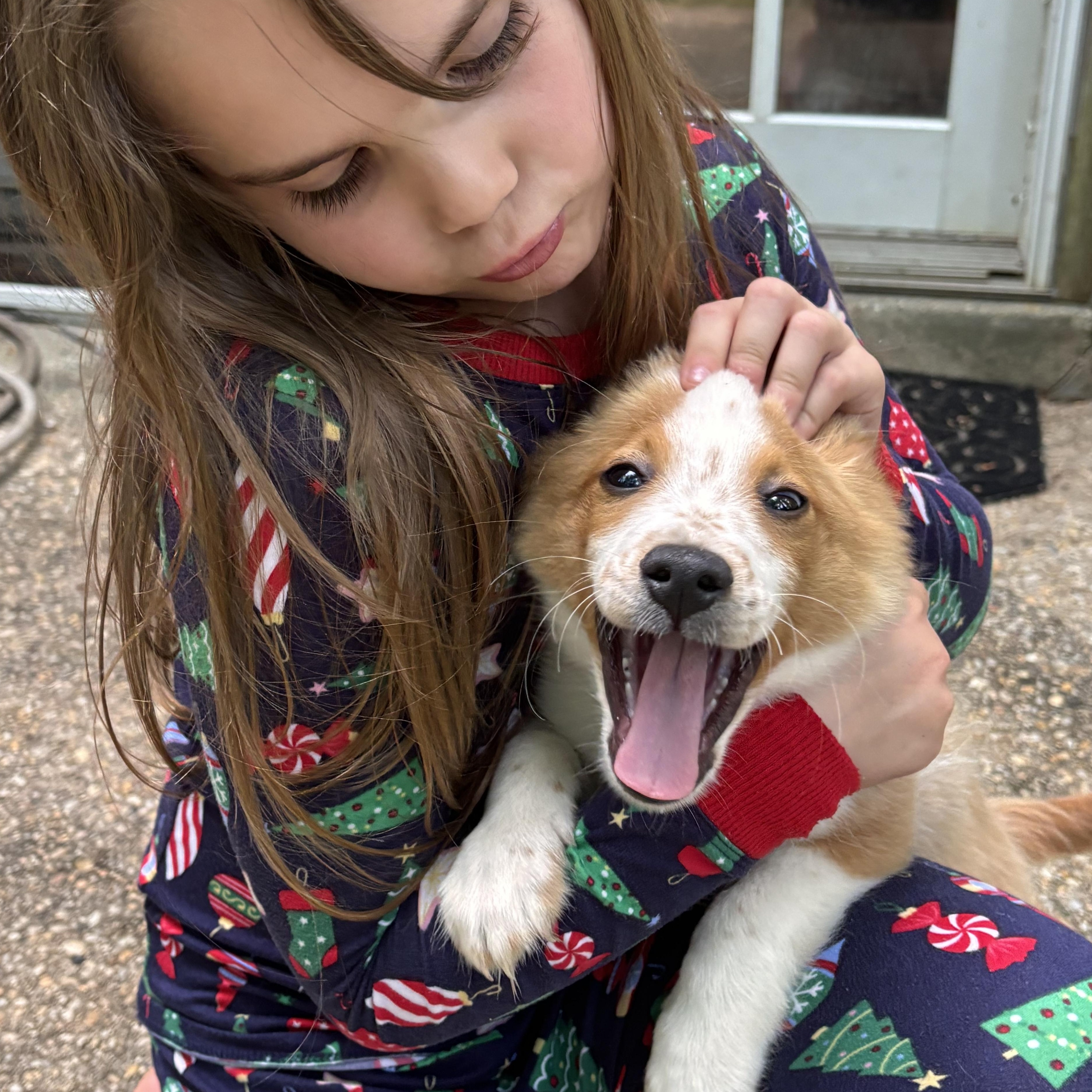 Polie, an adopted mixed breed in Columbia, MD image 5/6
