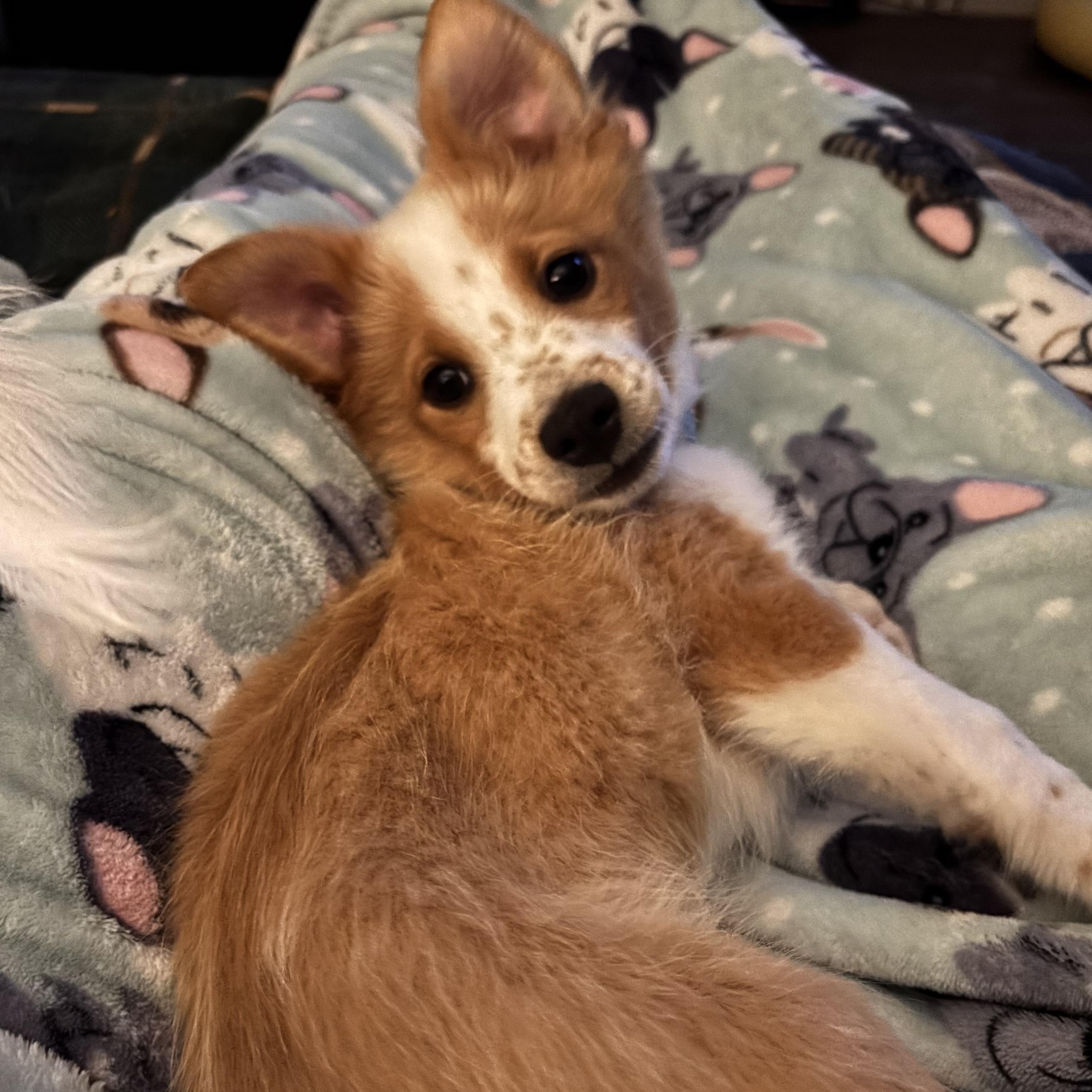 Polie, an adopted mixed breed in Columbia, MD image 3/6
