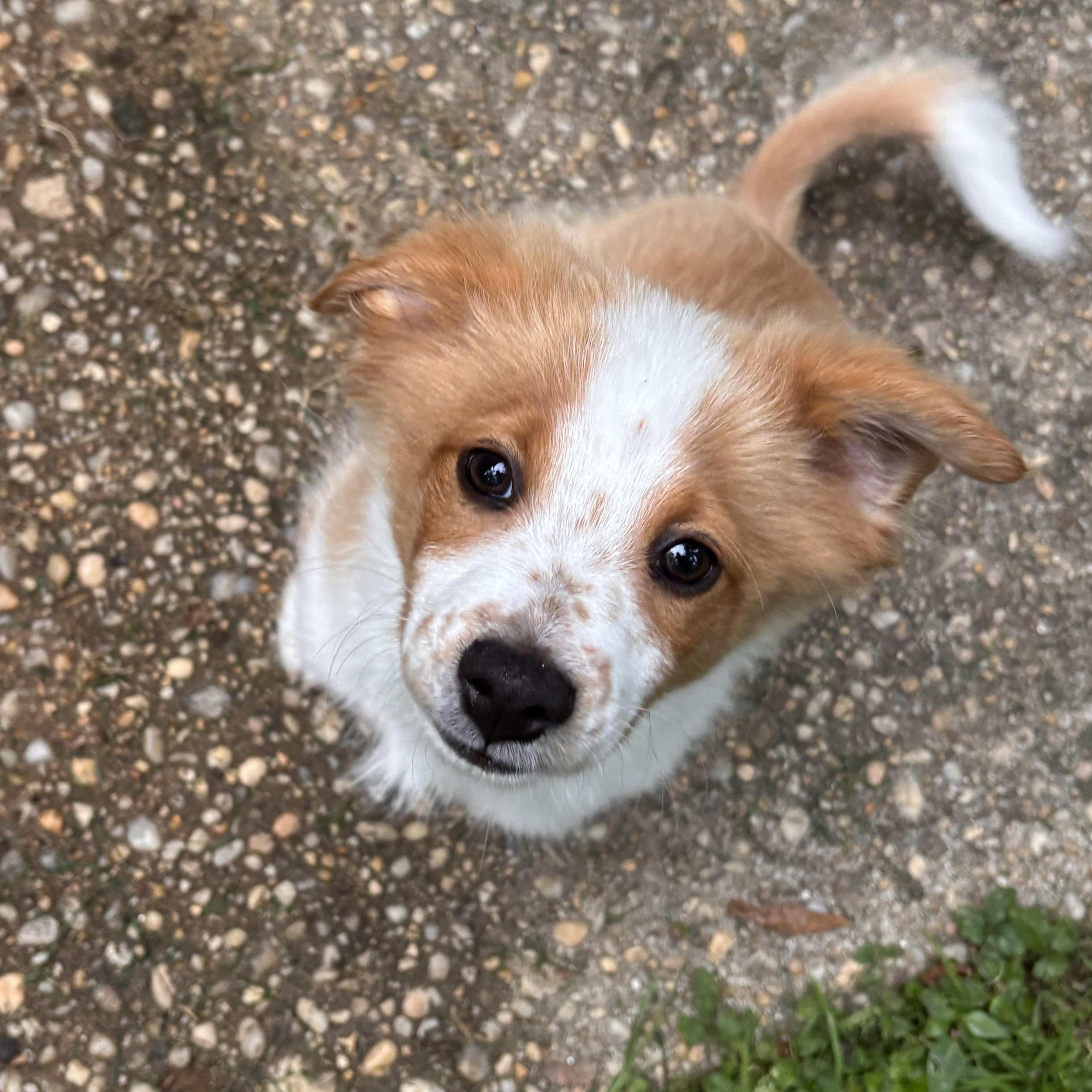 Polie, adopted, Puppy Male Corgi.