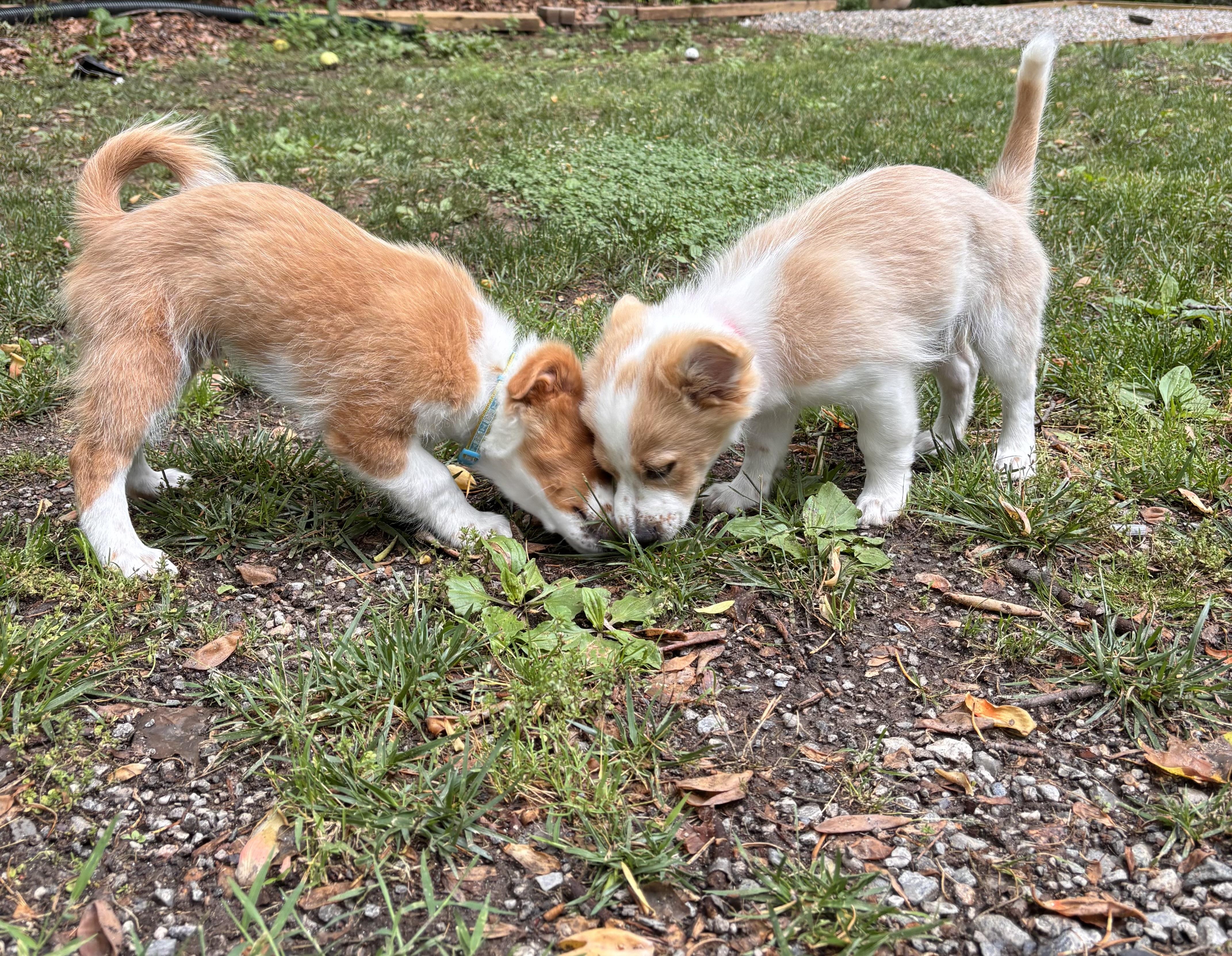 Polie, an adopted mixed breed in Columbia, MD image 6/6