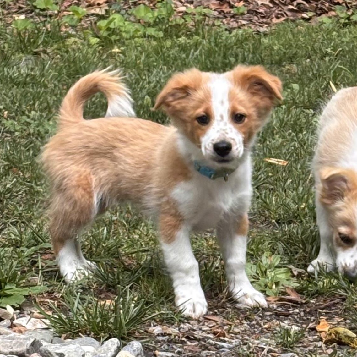 Polie, an adopted mixed breed in Columbia, MD image 2/6