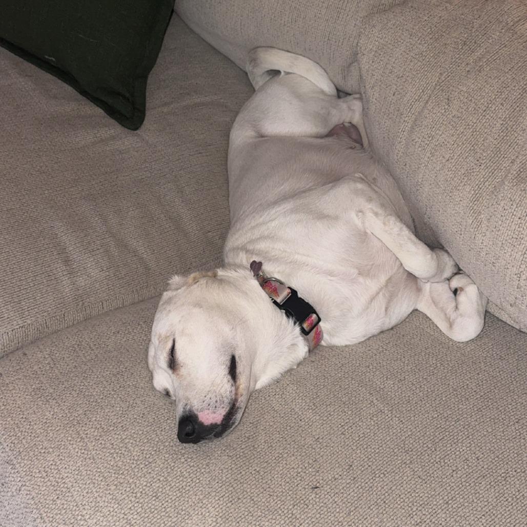 Clover, Adoptable, Adult Female Labrador Retriever & Great Pyrenees.