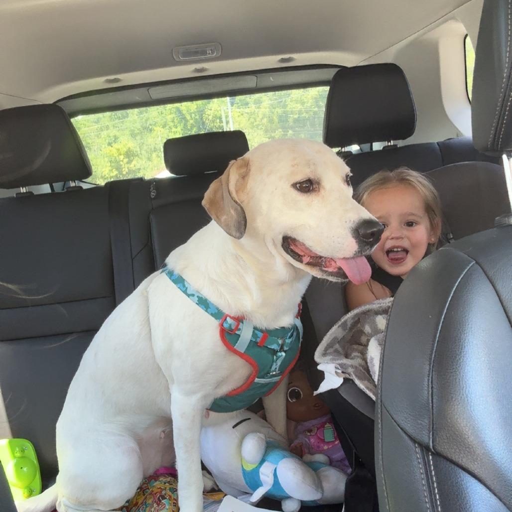 Enlarge Clover, a Adoptable mixed breed in Rossville, GA image 3/5