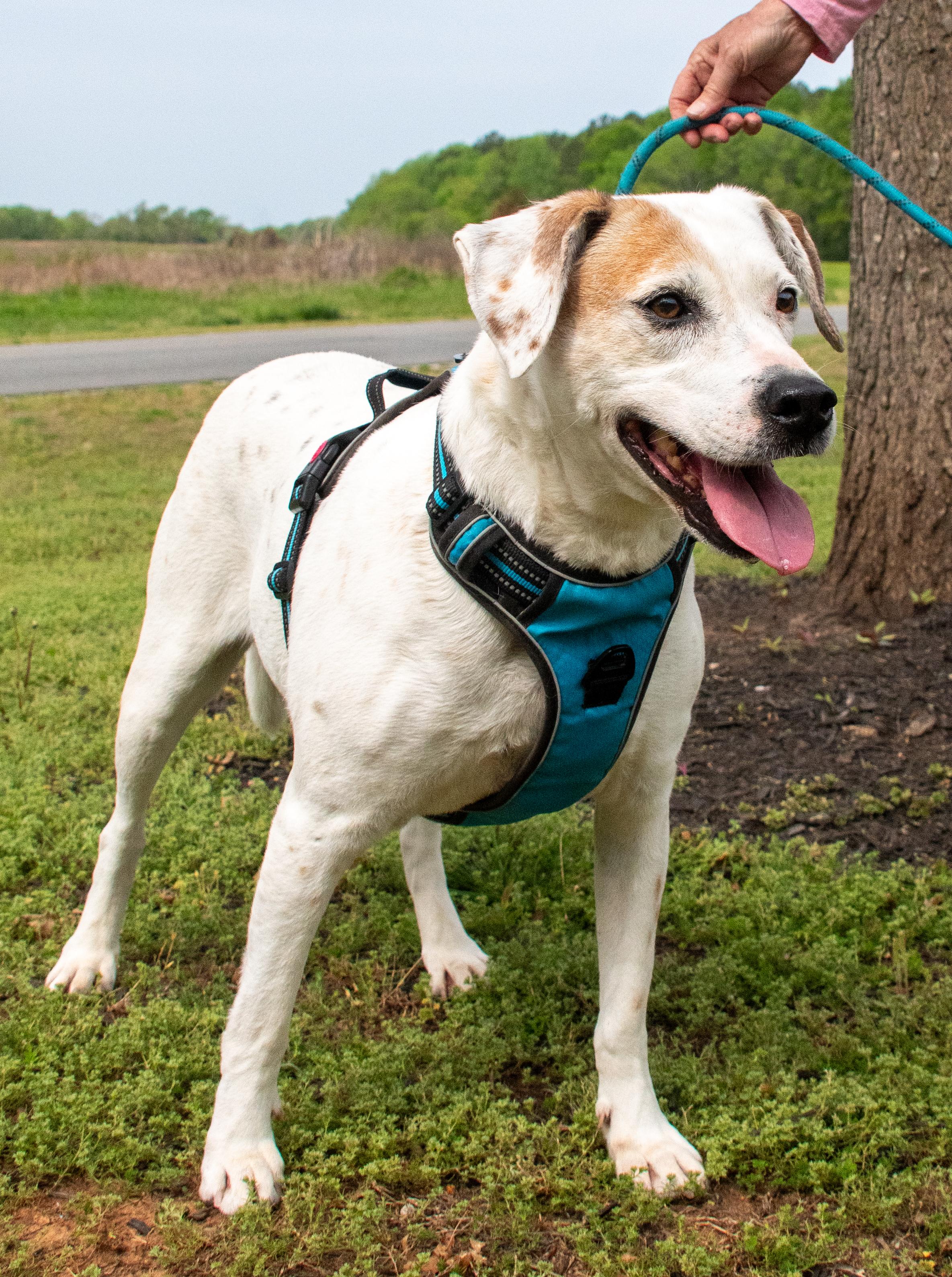 Bailey, a Adoptable mixed breed in Midlothian, VA image 1/3