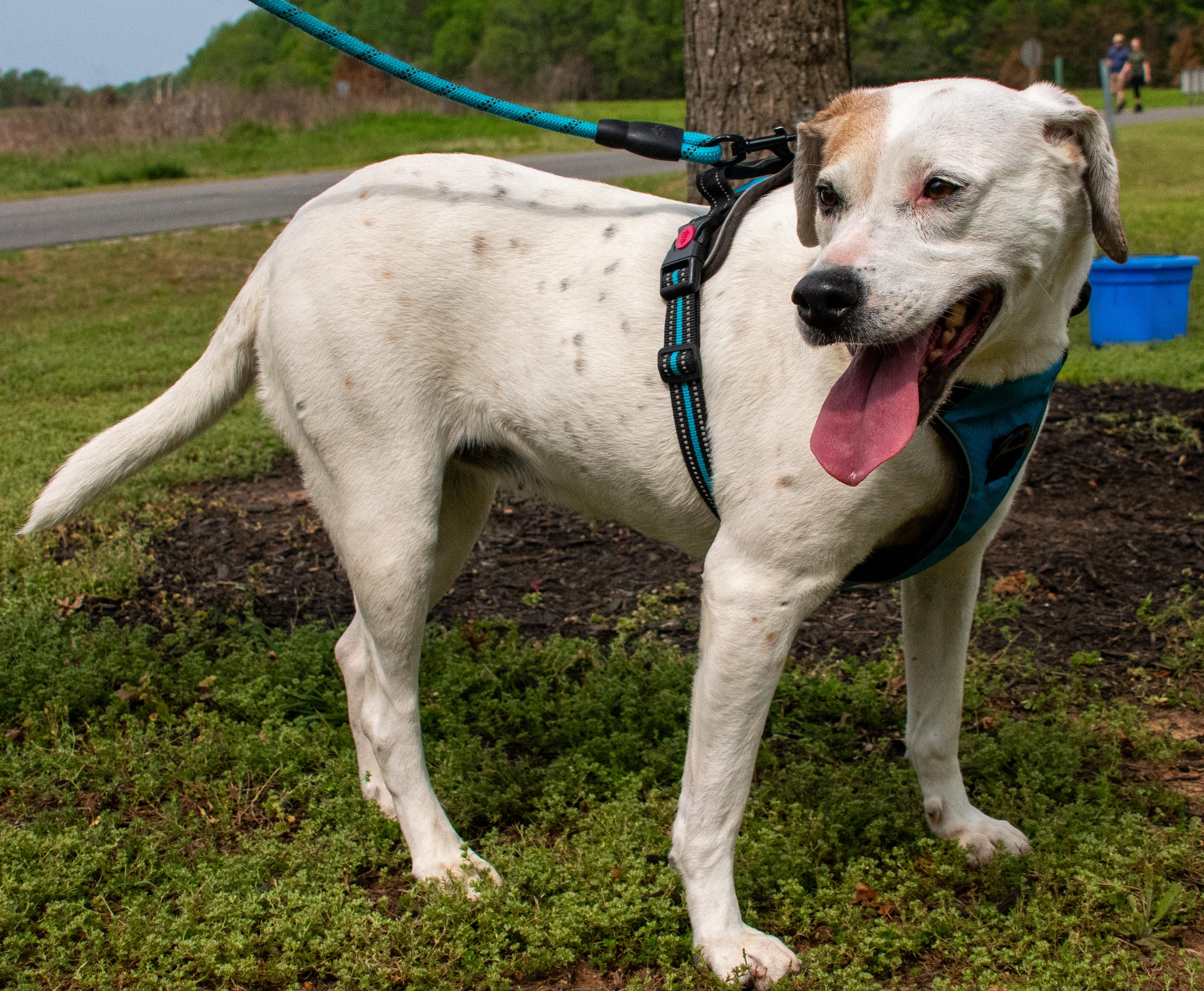 Bailey, a Adoptable mixed breed in Midlothian, VA image 3/3
