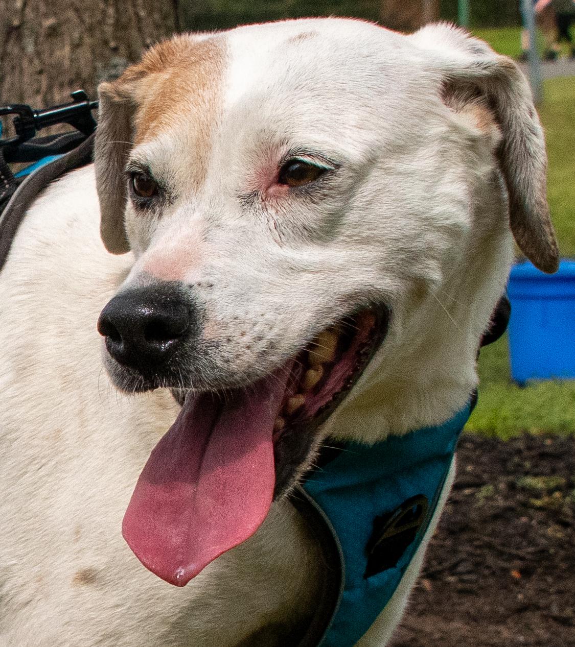 Bailey, a Adoptable mixed breed in Midlothian, VA image 2/3