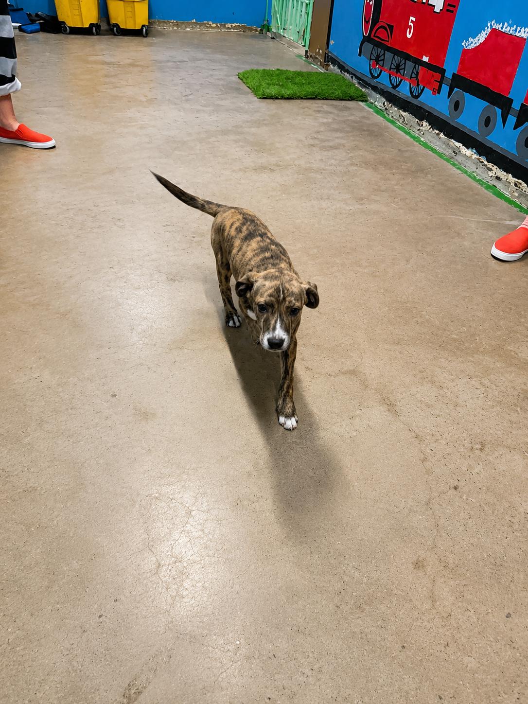 Enlarge Ceres 4351A, an adopted mixed breed in Phoenix, AZ image 3/6