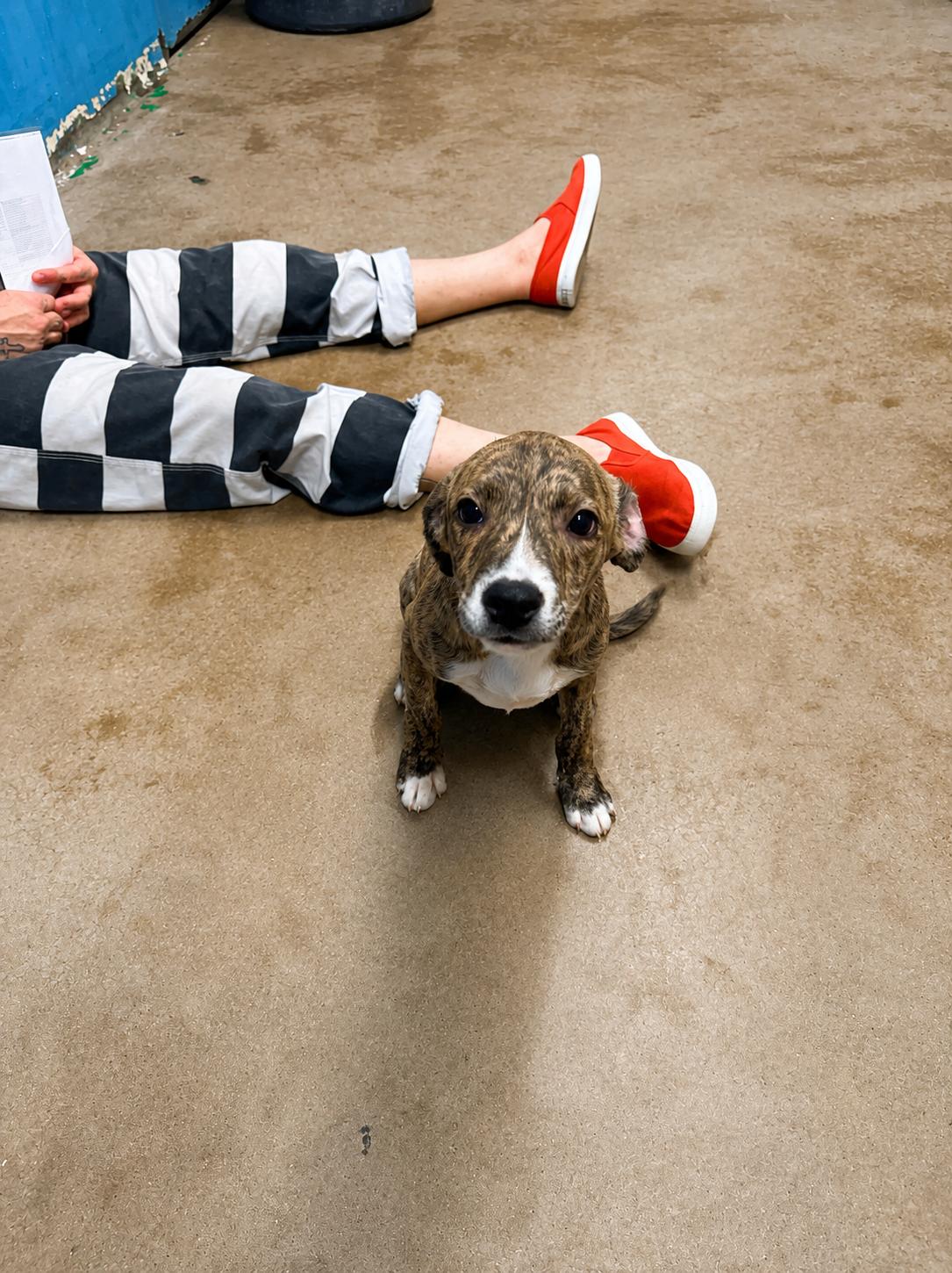 Enlarge Ceres 4351A, an adopted mixed breed in Phoenix, AZ image 2/6