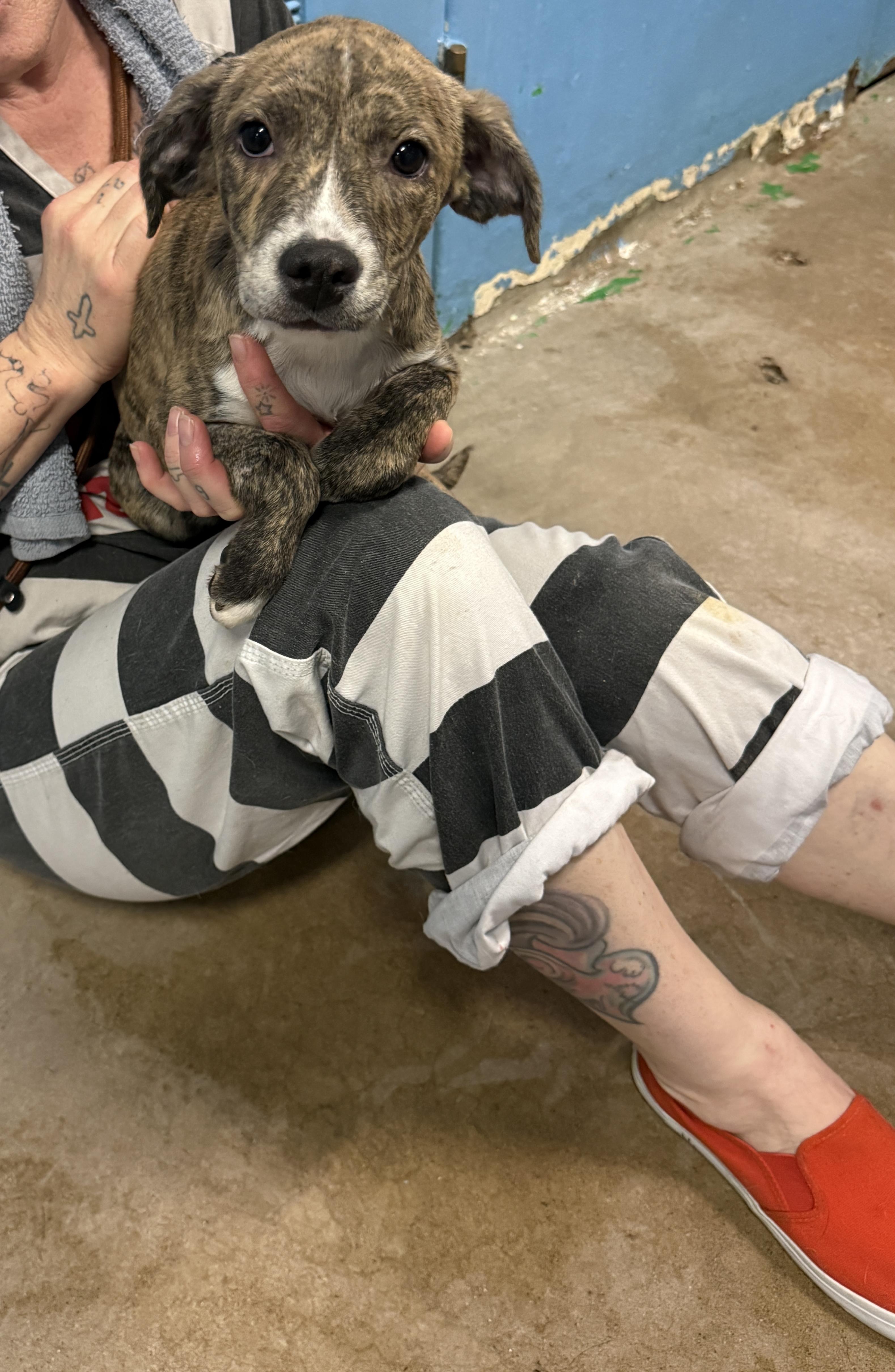 Enlarge Ceres 4351A, an adopted mixed breed in Phoenix, AZ image 4/6