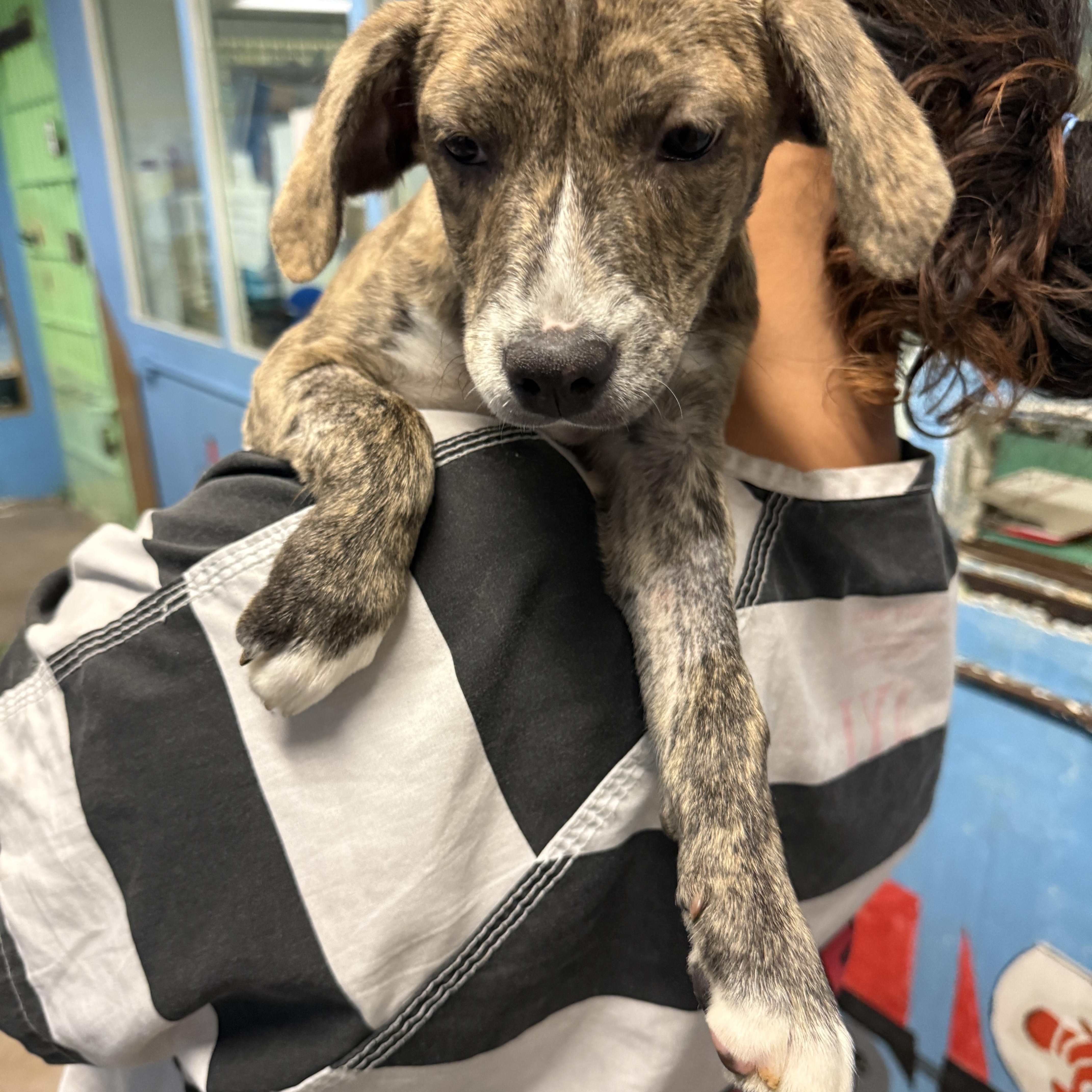 Enlarge Ceres 4351A, an adopted mixed breed in Phoenix, AZ image 6/6