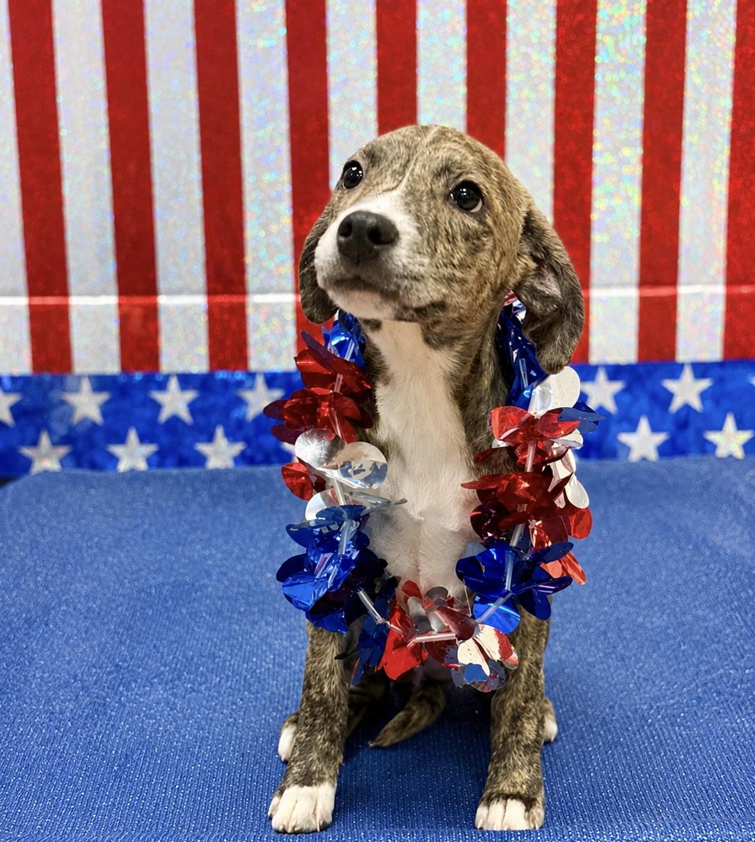 Enlarge Ceres 4351A, an adopted mixed breed in Phoenix, AZ image 1/6