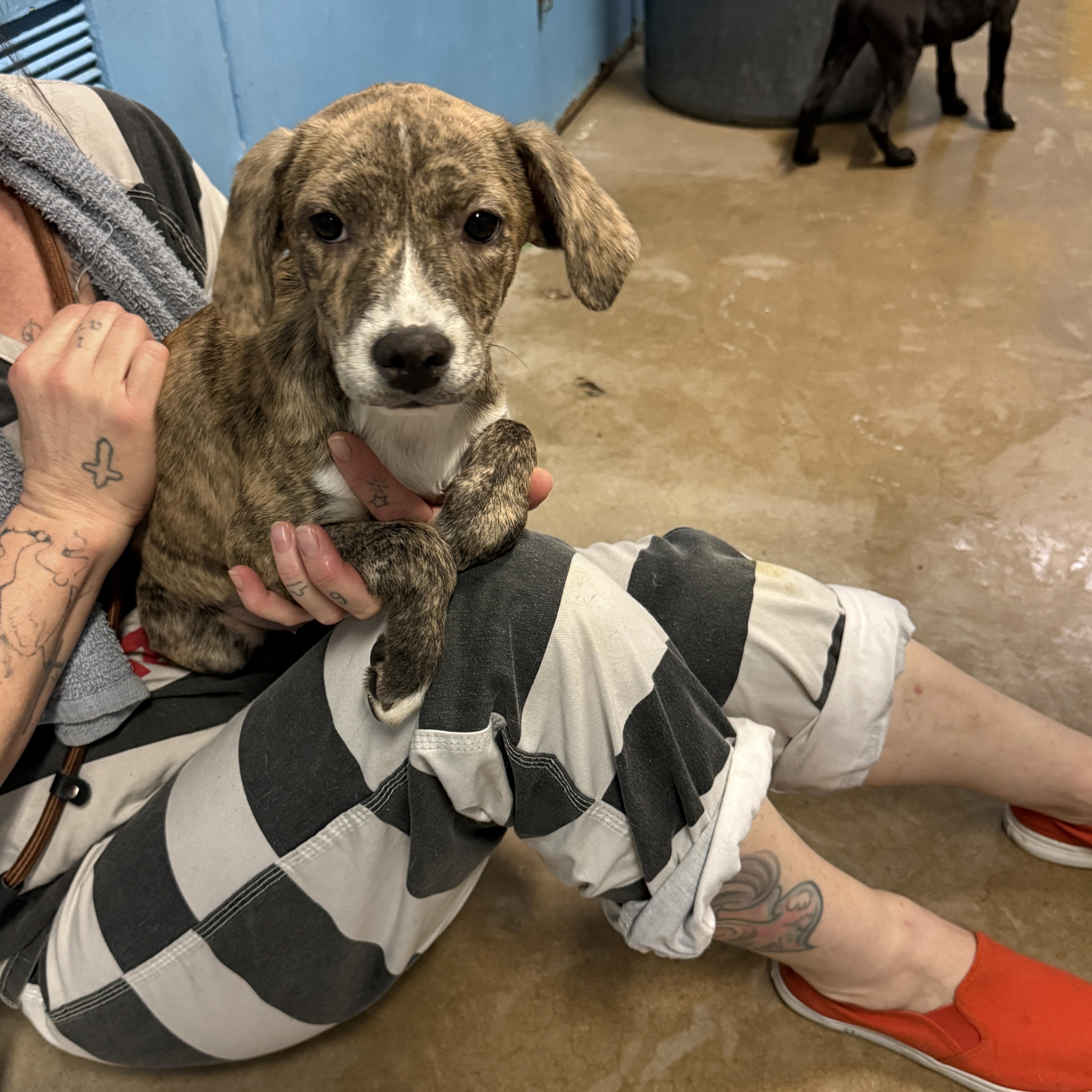 Enlarge Ceres 4351A, an adopted mixed breed in Phoenix, AZ image 5/6