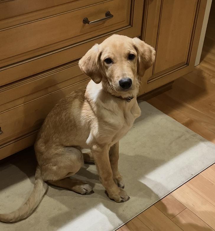 Bitsey - ADOPTED, a Adopted mixed breed in Mashpee, MA image 1/6
