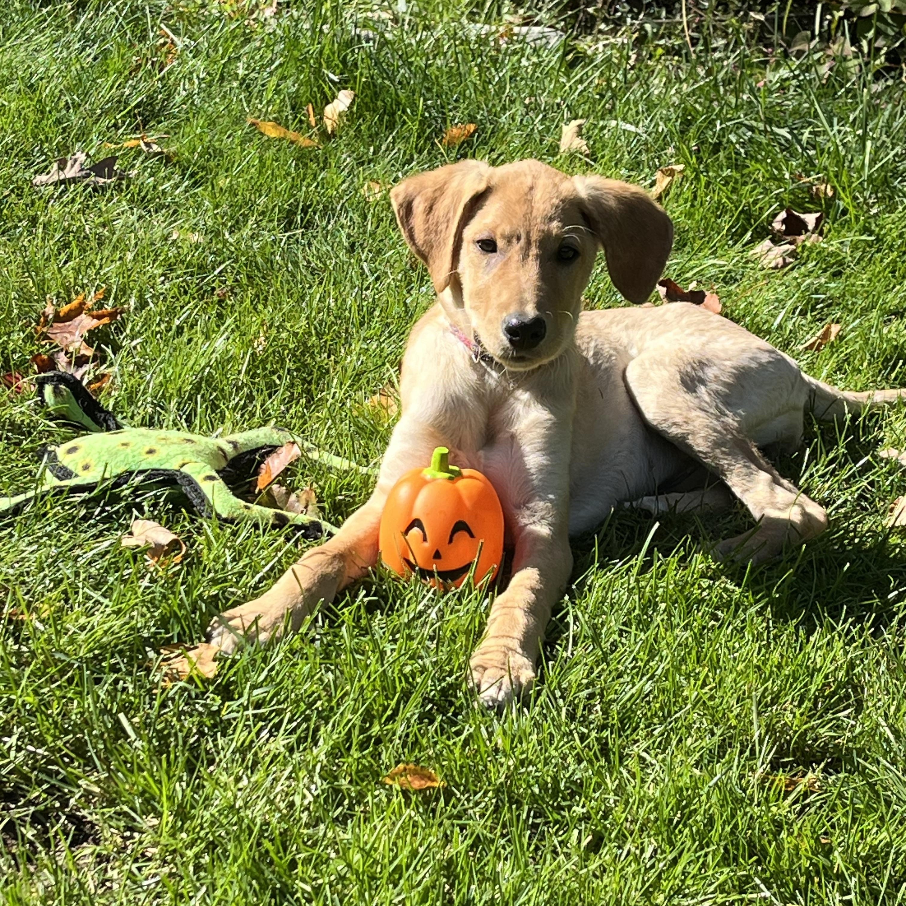 Bitsey - ADOPTED, a Adopted mixed breed in Mashpee, MA image 4/6