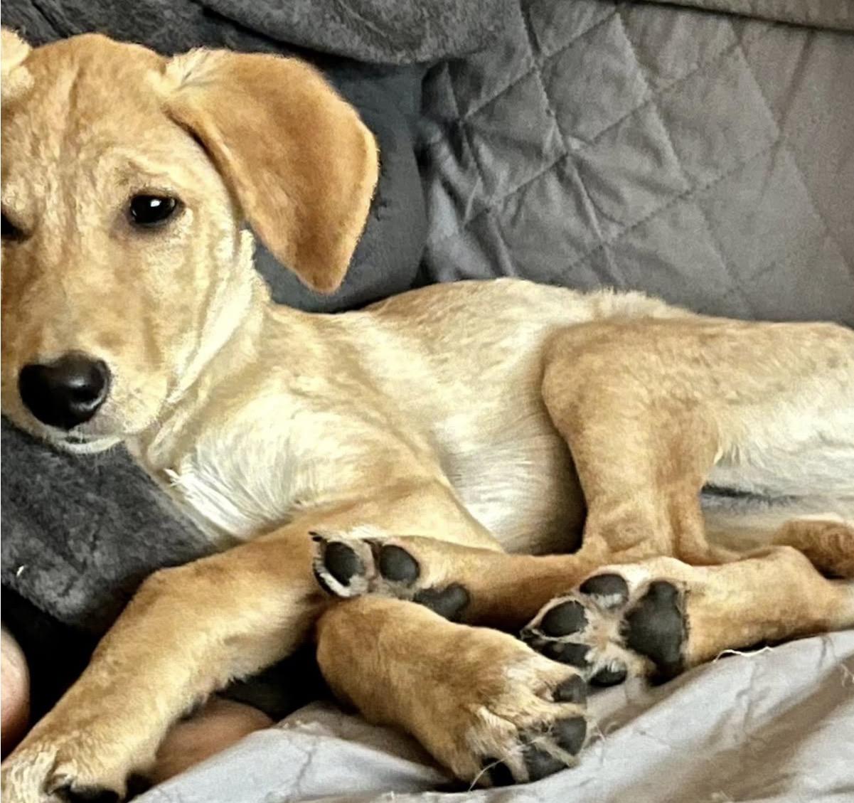 Bitsey - ADOPTED, Adopted, Puppy Female Labrador Retriever.