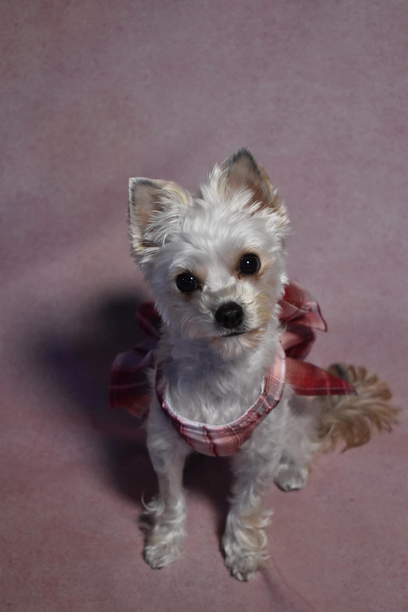 Enlarge Millie, a Adoptable Yorkshire Terrier in Dunkirk, NY image 2/4