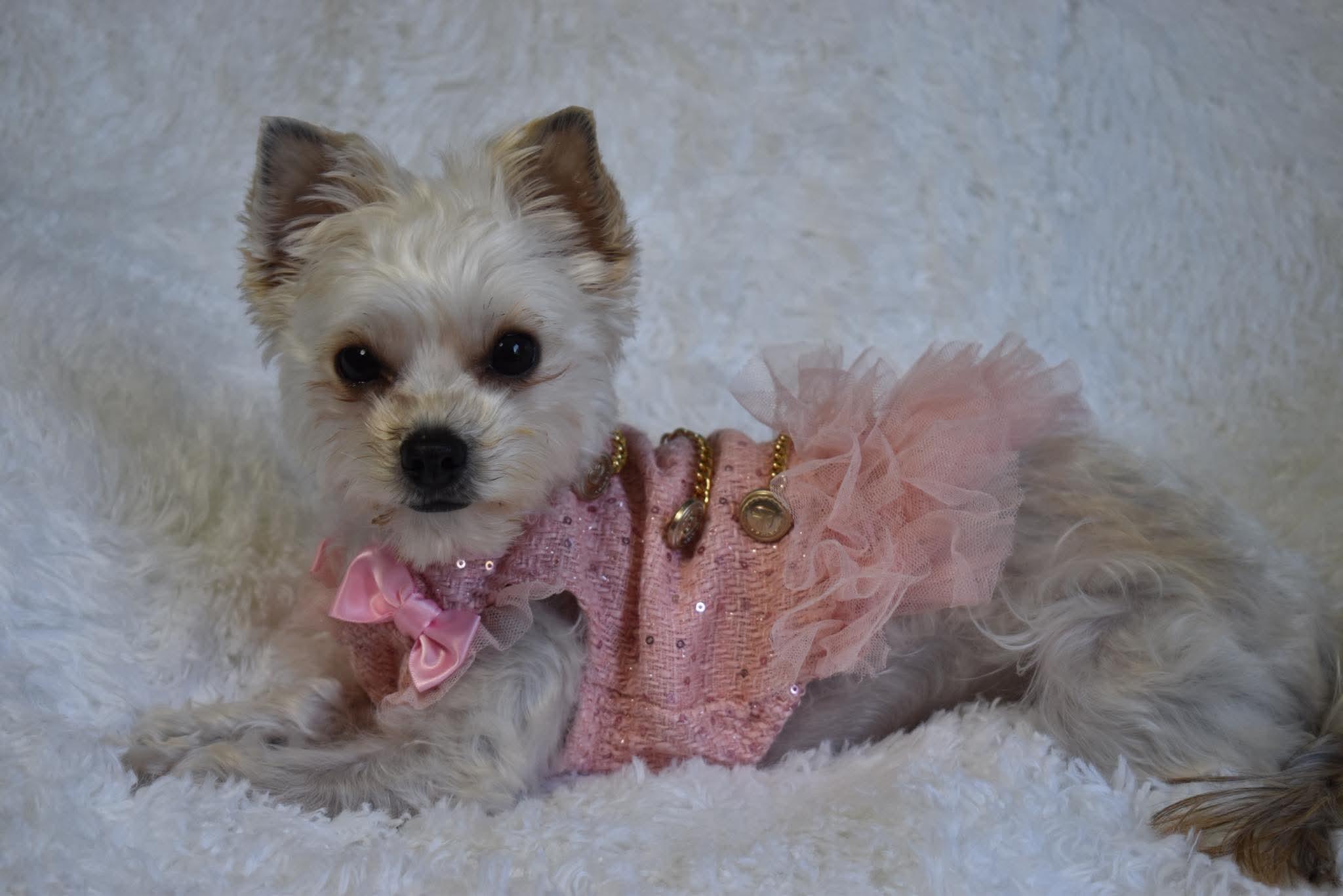 Millie, Adoptable, Young Female Yorkshire Terrier.