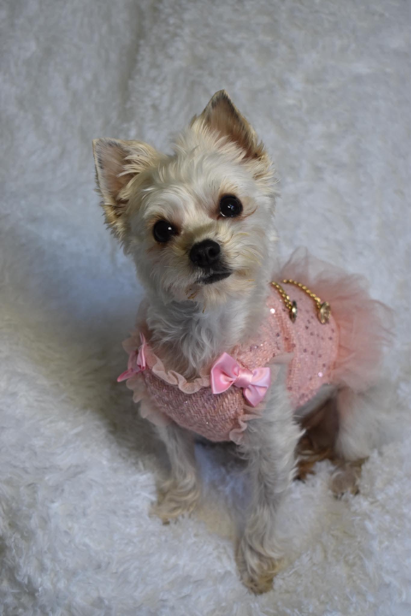 Enlarge Millie, a Adoptable Yorkshire Terrier in Dunkirk, NY image 4/4