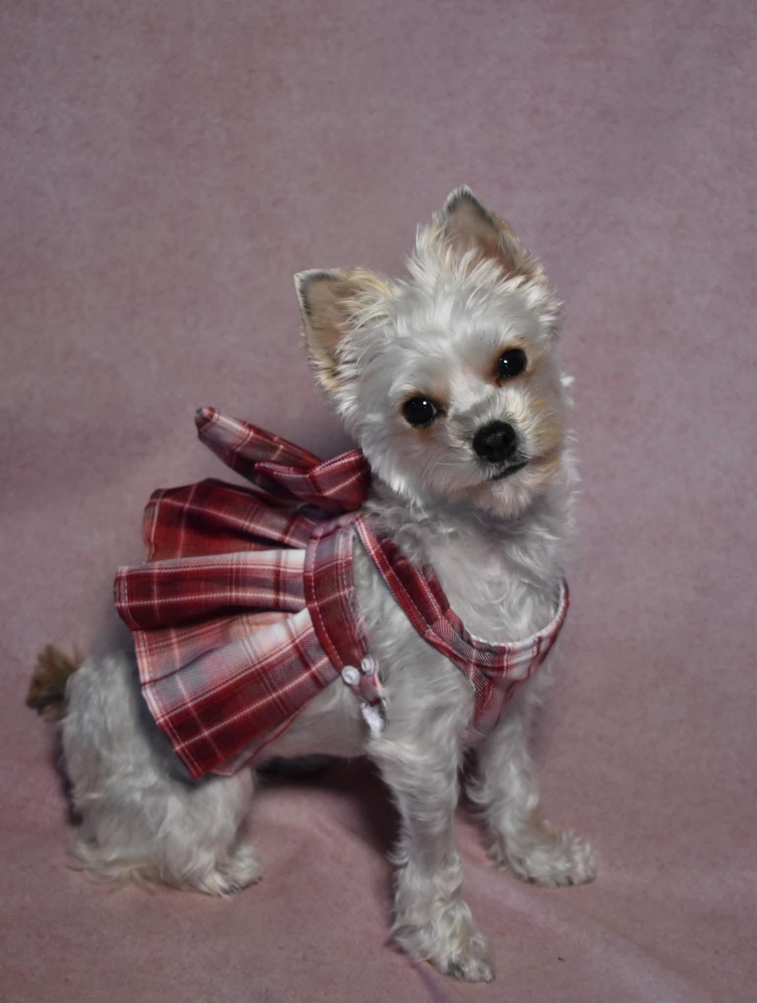 Enlarge Millie, a Adoptable Yorkshire Terrier in Dunkirk, NY image 3/4