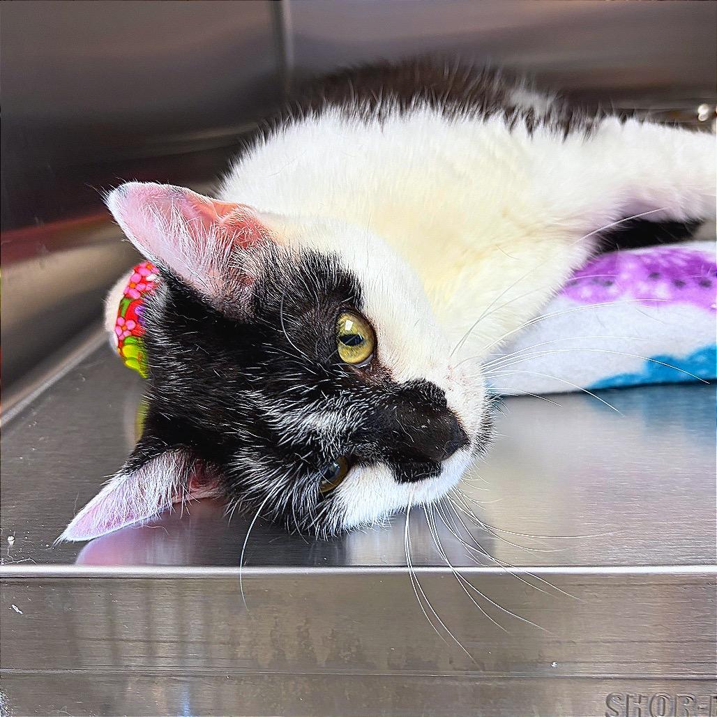 Sophia Delores II, Adoptable, Senior Female Domestic Short Hair.