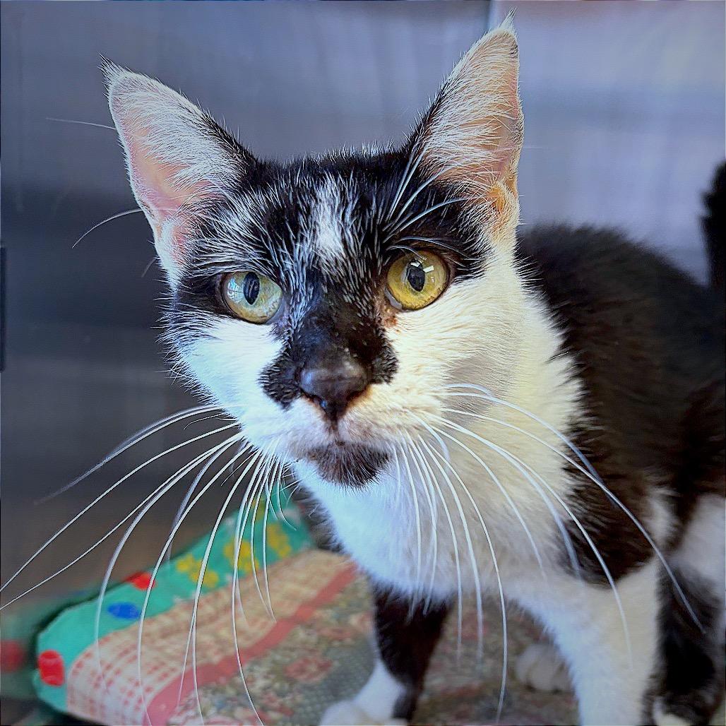 Sophia Delores II, a Adoptable Domestic Short Hair in Hannibal, MO image 2/2