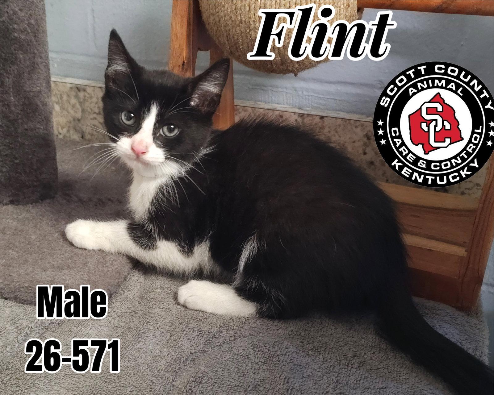 Enlarge Flint, a Adoptable Domestic Short Hair in Georgetown, KY image 1/1