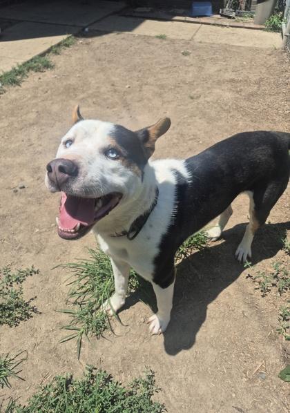 Enlarge Max, a ADOPTABLE Pit Bull Terrier in Lafayette, IN image 1/1