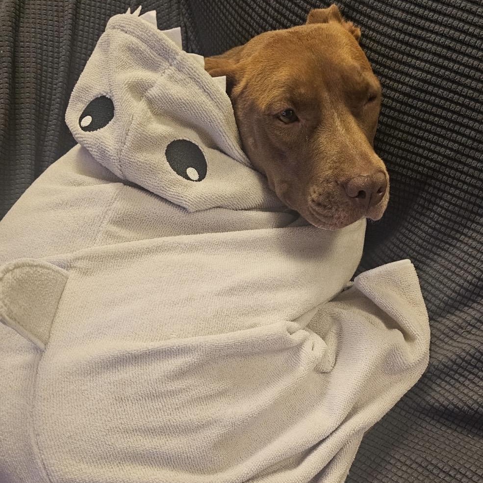 Betty, Adoptable, Young Female Pit Bull Terrier.