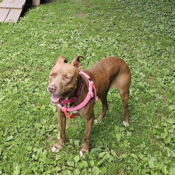 Enlarge Betty, a Adoptable mixed breed in South Plainfield, NJ image 5/5